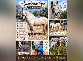 Appaloosa Mix, Mare, 5 years, 14.1 hh, Leopard-Piebald