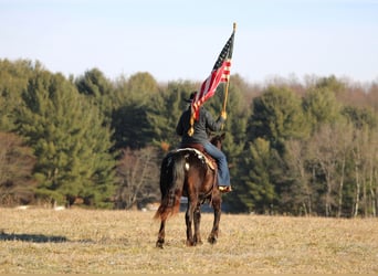 Appaloosa Mix, Mare, 5 years, 14.2 hh, Black