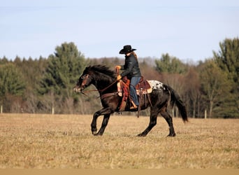 Appaloosa Mix, Mare, 5 years, 14.2 hh, Black