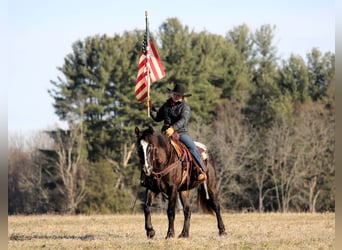 Appaloosa Mix, Mare, 5 years, 14.2 hh, Black