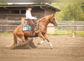 Appaloosa, Mare, 5 years, 14.2 hh, Chestnut-Red