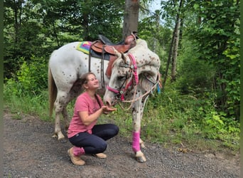 Appaloosa, Mare, 5 years, 14.2 hh, Leopard-Piebald