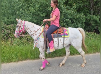Appaloosa, Mare, 5 years, 14.2 hh, Leopard-Piebald