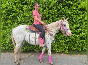 Appaloosa, Mare, 5 years, 14.2 hh, Leopard-Piebald