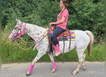 Appaloosa, Mare, 5 years, 14.2 hh, Leopard-Piebald