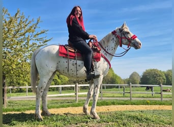 Appaloosa, Mare, 5 years, 14.2 hh, Leopard-Piebald