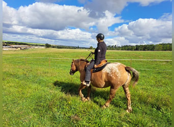 Appaloosa, Mare, 5 years, 14,3 hh, Leopard-Piebald