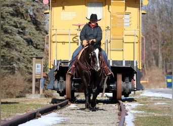 Appaloosa Mix, Mare, 5 years, 14,2 hh, Black