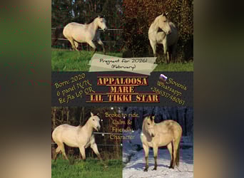Appaloosa, Mare, 5 years, 14,2 hh, Buckskin