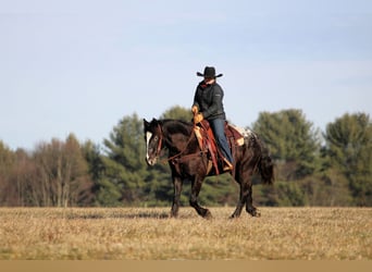 Appaloosa Mix, Mare, 5 years, 14,2 hh