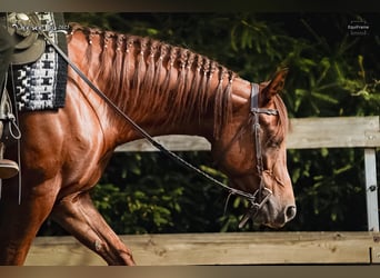 Appaloosa, Mare, 5 years, 15.1 hh, Chestnut