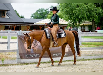 Appaloosa, Mare, 5 years, 15.1 hh, Chestnut