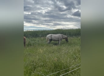 Appaloosa Mix, Mare, 5 years, 15.2 hh, Roan-Blue