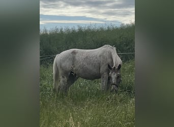 Appaloosa Mix, Mare, 5 years, 15.2 hh, Roan-Blue