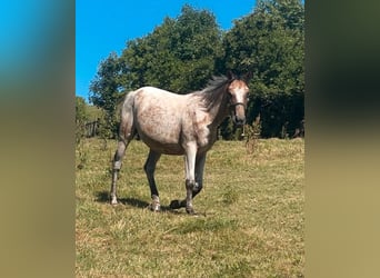 Appaloosa Mix, Mare, 5 years, 15.2 hh, Roan-Blue