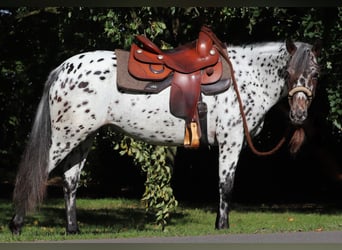 Appaloosa Mix, Mare, 5 years, 15 hh, Leopard-Piebald