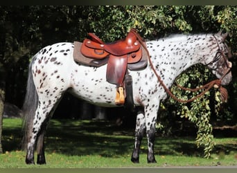 Appaloosa Mix, Mare, 5 years, 15 hh, Leopard-Piebald