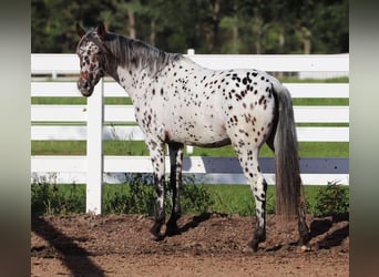 Appaloosa Mix, Mare, 5 years, 15 hh, Leopard-Piebald