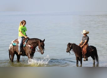 Appaloosa Mix, Mare, 5 years, 15 hh