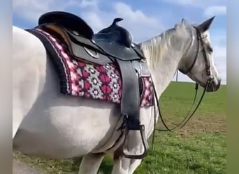 Appaloosa, Mare, 5 years, 15,1 hh, Brown