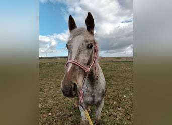 Appaloosa Mix, Mare, 5 years, 15,2 hh, Grey-Red-Tan