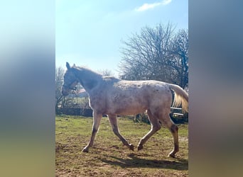 Appaloosa Mix, Mare, 5 years, 15,2 hh, Roan-Blue