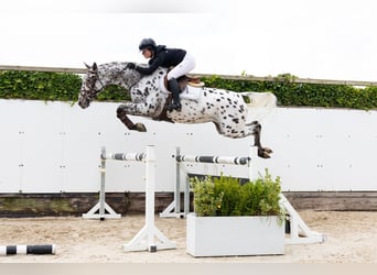 Appaloosa, Mare, 5 years, 16,1 hh, Leopard-Piebald