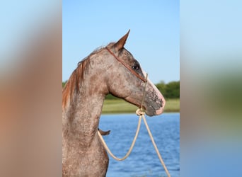 Appaloosa, Mare, 5 years, Roan-Red