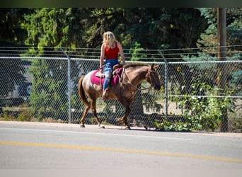 Appaloosa, Mare, 6 years, 13,2 hh, Chestnut