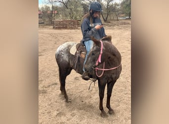 Appaloosa, Mare, 6 years, 13,2 hh, Chestnut