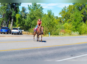 Appaloosa, Mare, 6 years, 13,2 hh, Chestnut