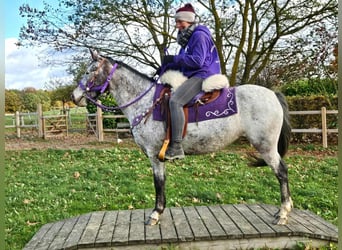Appaloosa, Mare, 6 years, 14.1 hh, Leopard-Piebald