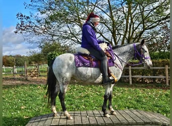 Appaloosa, Mare, 6 years, 14.1 hh, Leopard-Piebald