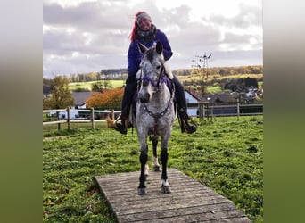 Appaloosa, Mare, 6 years, 14.1 hh, Leopard-Piebald