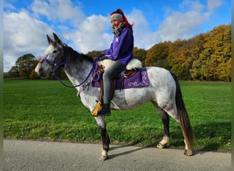 Appaloosa, Mare, 6 years, 14.1 hh, Leopard-Piebald