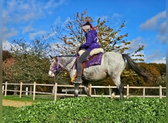 Appaloosa, Mare, 6 years, 14.1 hh, Leopard-Piebald