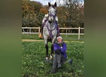 Appaloosa, Mare, 6 years, 14.1 hh, Leopard-Piebald