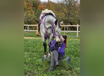 Appaloosa, Mare, 6 years, 14.1 hh, Leopard-Piebald