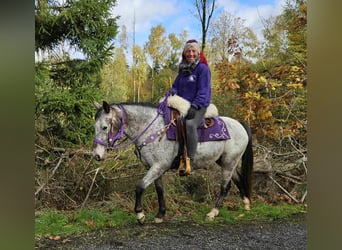 Appaloosa, Mare, 6 years, 14.1 hh, Leopard-Piebald