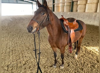 Appaloosa, Mare, 6 years, 14.2 hh, Brown