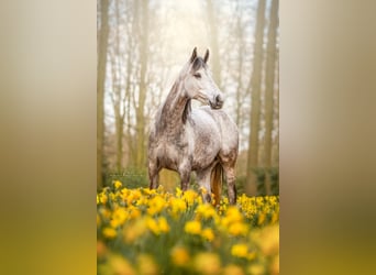 Appaloosa Mix, Stute, 6 Jahre, 14,3 hh, Blauschimmel