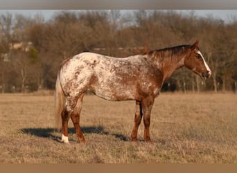 Appaloosa, Mare, 6 years, 14 hh, Roan-Red