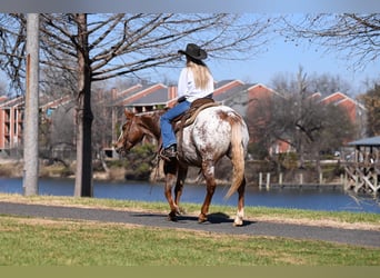 Appaloosa, Mare, 6 years, 14 hh, Roan-Red