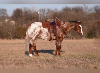 Appaloosa, Mare, 6 years, 14 hh, Roan-Red