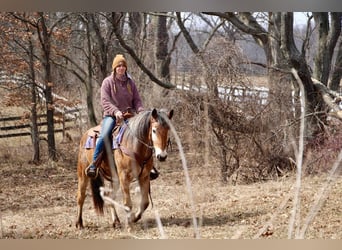 Appaloosa, Mare, 6 years, 14 hh, Sorrel