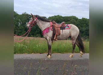 Appaloosa Mix, Mare, 6 years, 14,1 hh, Leopard-Piebald