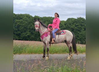 Appaloosa Mix, Mare, 6 years, 14,1 hh, Leopard-Piebald