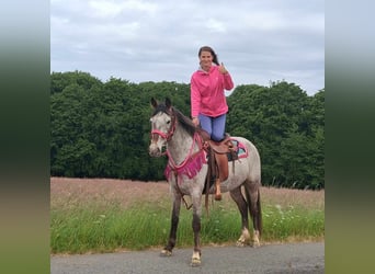 Appaloosa Mix, Mare, 6 years, 14,1 hh, Leopard-Piebald