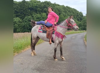 Appaloosa Mix, Mare, 6 years, 14,1 hh, Leopard-Piebald