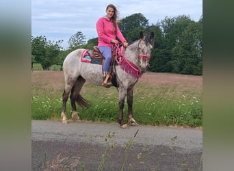 Appaloosa Mix, Mare, 6 years, 14,1 hh, Leopard-Piebald